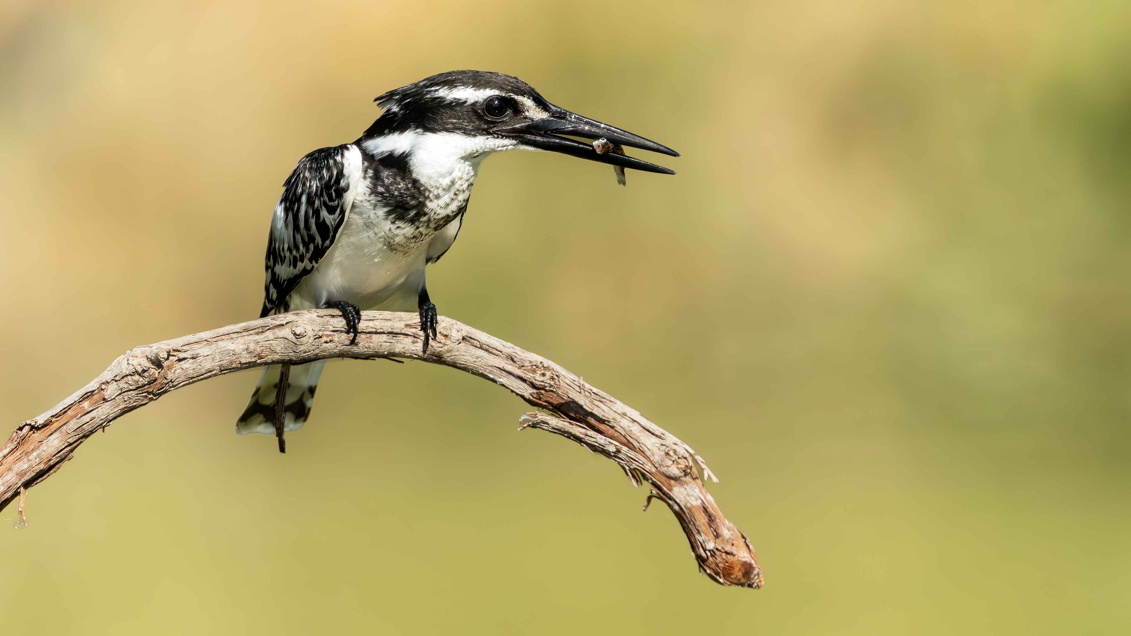 Pied Kingfisher